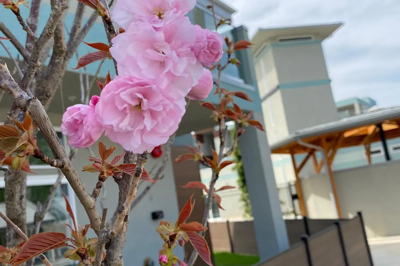 carousel-10-blossoms-1344w.webp